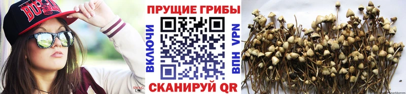 наркота  Чехов  Галлюциногенные грибы мицелий 